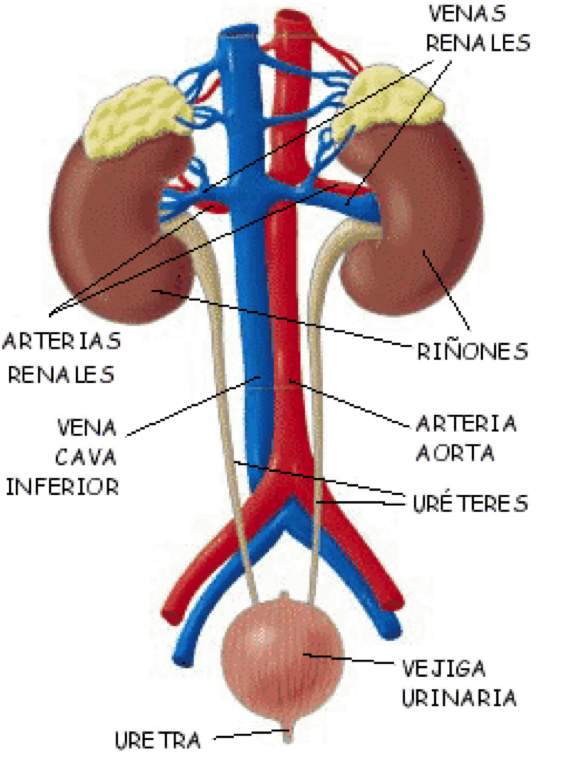 Aparato Excretor