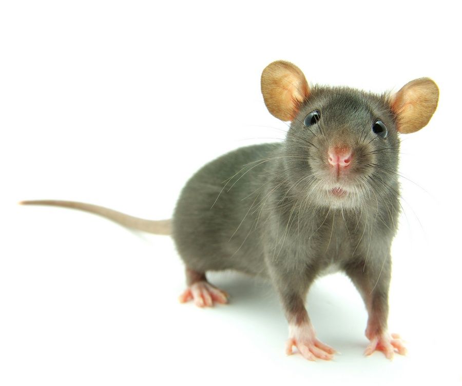 Humedal de Guaymaral-Torca