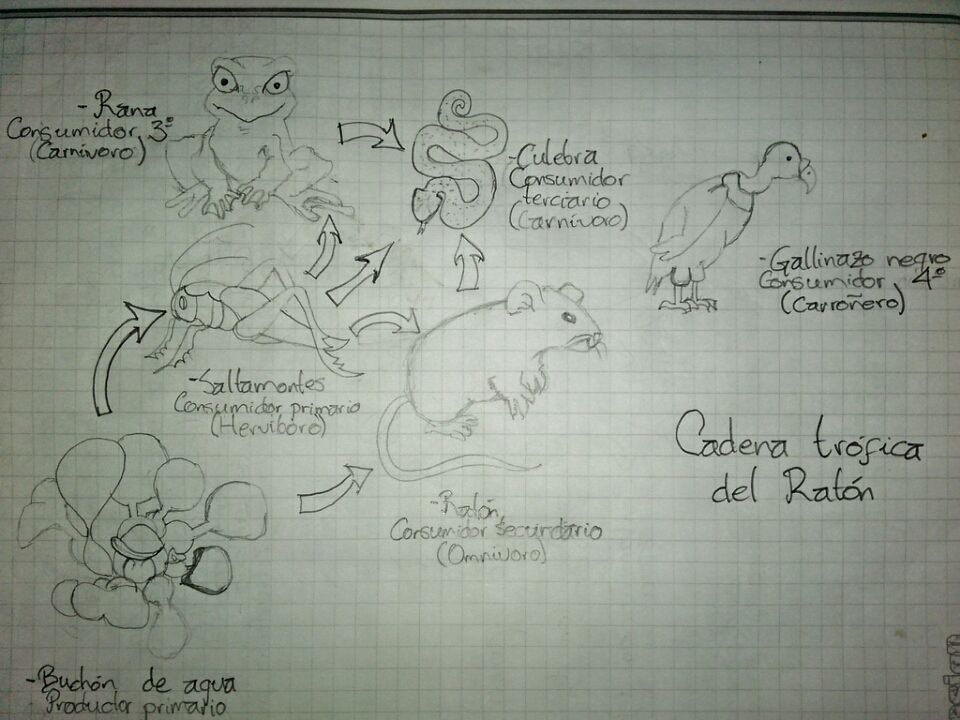 Humedal de Guaymaral-Torca
