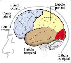 ANATOMIA DEL SISTEMA NERVIOSO