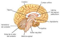 ANATOMIA DEL SISTEMA NERVIOSO