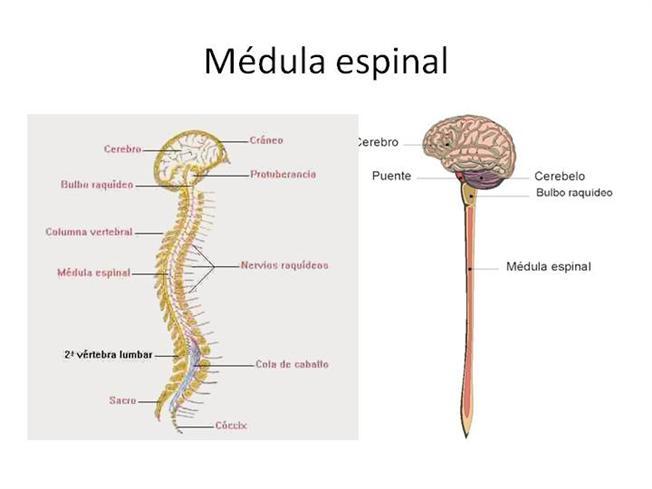 ANATOMIA DEL SISTEMA NERVIOSO