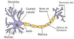 ANATOMIA DEL SISTEMA NERVIOSO