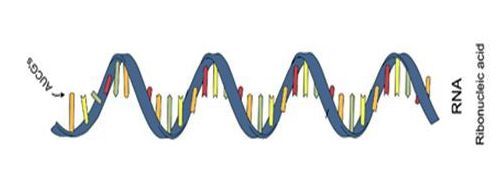 Diferenças entre o DNA e o RNA