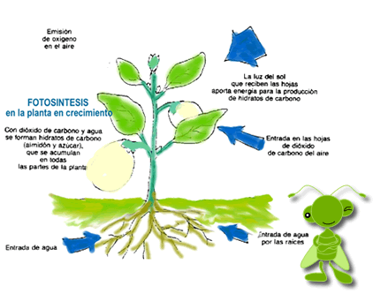 LA FOTOSÍNTESIS EN LAS PLANTAS