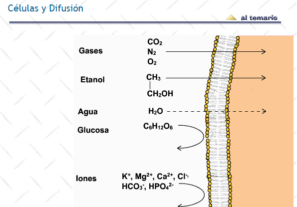 Ley de difusión de los gases o ley de Graham.