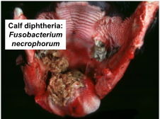 Pathology of the Alimentary Tract 1 (Oral Cavity &amp; Oesophagus)