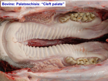 Pathology of the Alimentary Tract 1 (Oral Cavity &amp; Oesophagus)