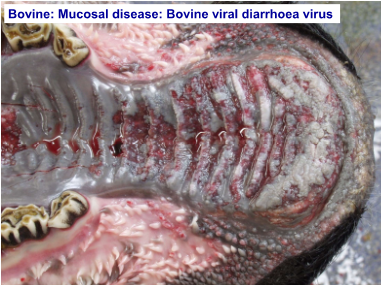 Pathology of the Alimentary Tract 1 (Oral Cavity &amp; Oesophagus)