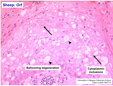 Pathology of the Alimentary Tract 1 (Oral Cavity &amp; Oesophagus)