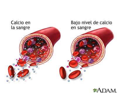 Hormona paratiroidea, calcitonina, metabolismo de calcio y el fosfato vitamina D