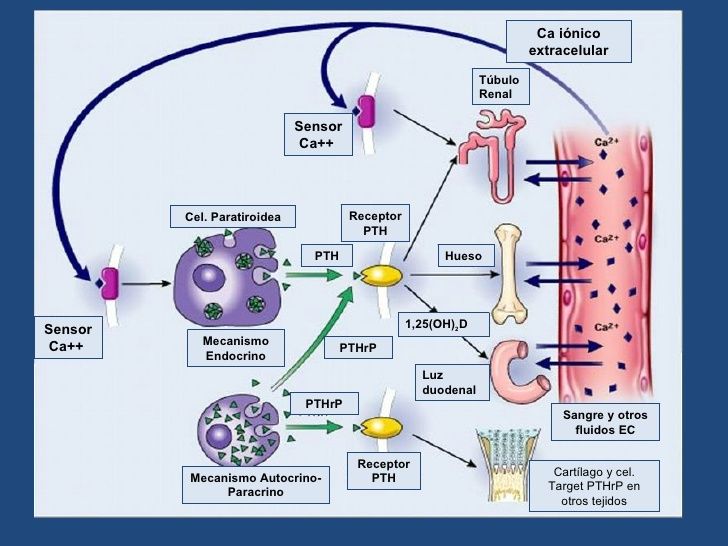 Hormona paratiroidea, calcitonina, metabolismo de calcio y el fosfato vitamina D
