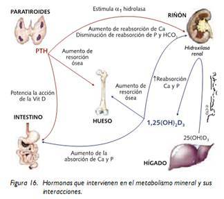 Hormona paratiroidea, calcitonina, metabolismo de calcio y el fosfato vitamina D