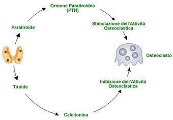 Hormona paratiroidea, calcitonina, metabolismo del calcio y el fosfato, vitamina D