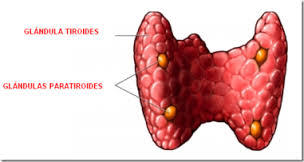 Hormona paratiroidea, calcitonina, metabolismo del calcio y el fosfato, vitamina D