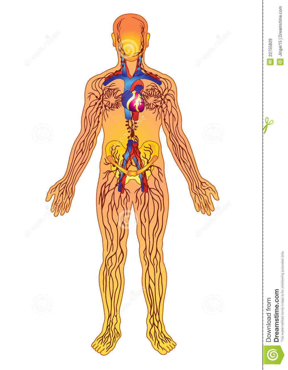 El ser humano dimension biologica y social.