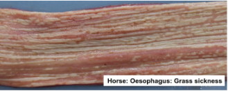 Pathology of the Alimentary Tract 1 (Oral Cavity &amp; Oesophagus)