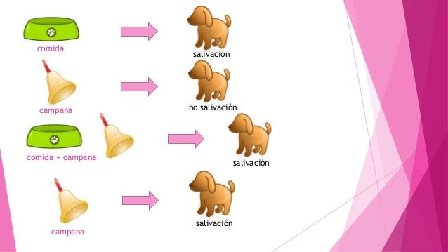 TEORÍA DE PAVLOV CONDICIONAMIENTO CLASICO
