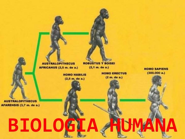 Aportes de la Filosofía, Fisiología y Biología a la Psicologia