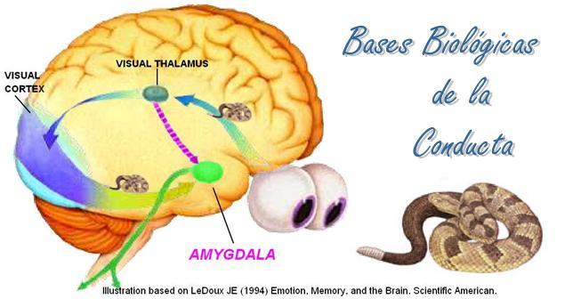 Mapa mental filosofia,fisiologia y biologia ala psicologia