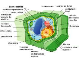CÉLULA Y SISTEMA OSEO