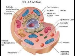 CÉLULA Y SISTEMA OSEO