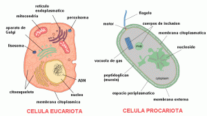 CÉLULA Y SISTEMA OSEO