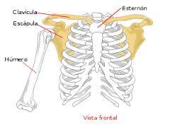 CÉLULA Y SISTEMA OSEO