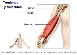 CÉLULA Y SISTEMA OSEO