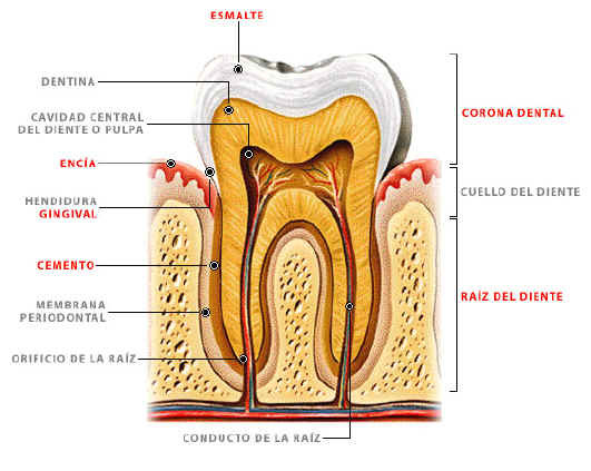 CÉLULA Y SISTEMA OSEO