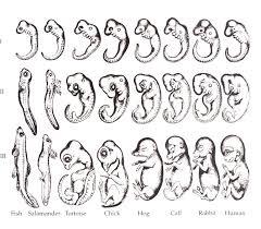 BIOLOGIA DEL DESARROLLO HUMANO (perspectivas