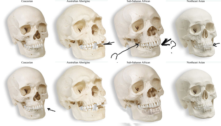 BIOLOGIA DEL DESARROLLO HUMANO (perspectivas