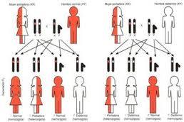 BIOLOGIA DEL DESARROLLO HUMANO (perspectivas