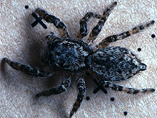 Invertebrados