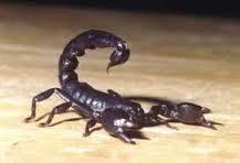 Invertebrados