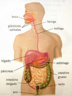 Dinamica del cuerpo