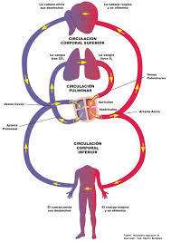 Dinamica del cuerpo