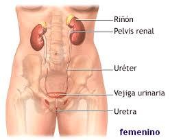 Dinamica del cuerpo