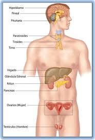 Dinamica del cuerpo