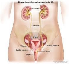 líneas de acción del estado para trabajar la salud sexual y reproductiva
