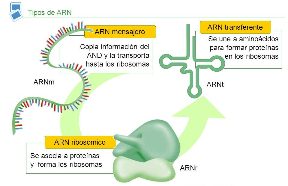 Cap. 4 - Composición química de los seres vivos