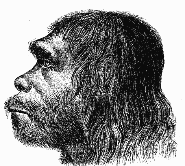 Etapas de la evolución del Hombre