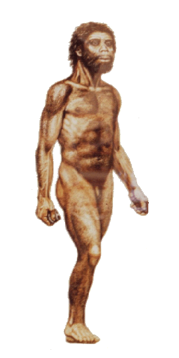 Etapas de la evolución del Hombre