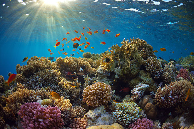 EL OCASO DE LOS ARRECIFES DE CORAL EN EL CARIBE.
