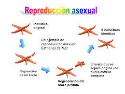 LA REPRODUCCION EN LOS ANIMALES