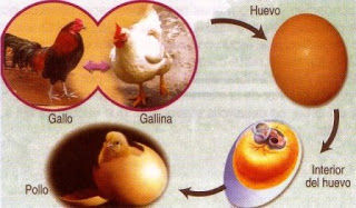 LA REPRODUCCION EN LOS ANIMALES