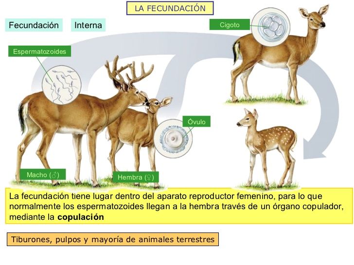 LA REPRODUCCION EN LOS ANIMALES