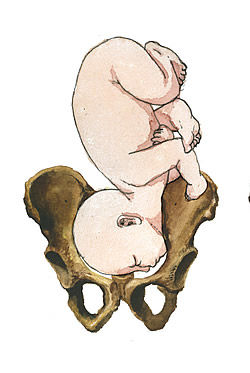 PELVIS OSEA NORMAL. PRESENTACION ACTITUD Y SITUACION FETALES. EVALUACION FETAL ANTEPARTO.