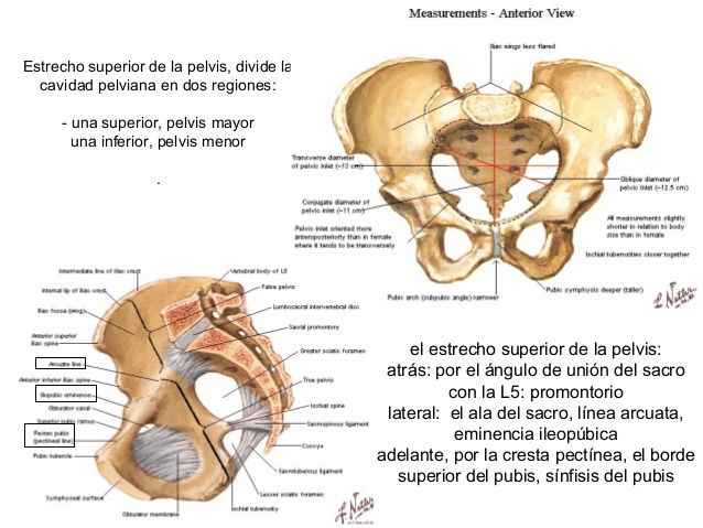 PELVIS OSEA NORMAL. PRESENTACION ACTITUD Y SITUACION FETALES. EVALUACION FETAL ANTEPARTO.