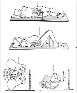 PELVIS OSEA NORMAL. PRESENTACION ACTITUD Y SITUACION FETALES. EVALUACION FETAL ANTEPARTO.